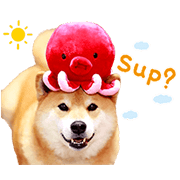 Shiba Maru + Pup-Ups Shiba-Maru-