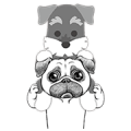 Tuna of Schnauzer and Melancholy Pug