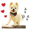 Shunsuke the Dog