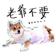 A Day in the Life of NANA the Shiba Inu A-Day-in-the-Life-of-NANA-the-Shiba-Inu-