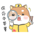 Shiba Inu PiPi’s Life