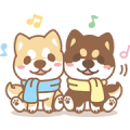 Shiba Inu Chai Chai: Males Gerak