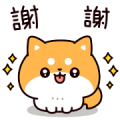 Answer Shiba Dog 2