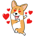 Welsh Corgi Mr. LEE