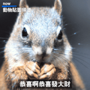 Go APsolutely Wild with Animals! Sticker for LINE & WhatsApp | ZIP: GIF & PNG