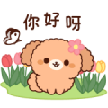 Gentle Toy Poodle (Spring, Early Summer)
