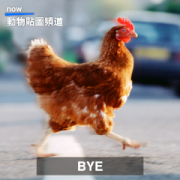 Go APsolutely Wild! Animal Sounds Memes Go APsolutely Wild! Animal Sounds Memes Sticker for LINE & WhatsApp | ZIP: GIF & PNG
