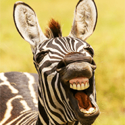 Comedy Wildlife Photography Awards Sticker for LINE & WhatsApp | ZIP: GIF & PNG