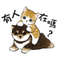 Shiba and Nyan