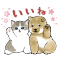 shiba and nyan & LINE Score Sticker for LINE & WhatsApp | ZIP: GIF & PNG