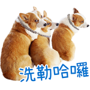 Elanco ft. Taiwan Lian Huan Pao & Uncle Liu Elanco ft.Taiwanlianhuanpao & Uncle Liu Sticker for LINE & WhatsApp | ZIP: GIF & PNG