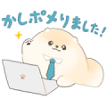 Fluffy Pomeranian Popochi