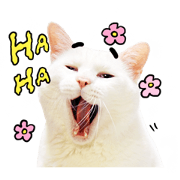 Iambaiji ( Photo version ) Iambaiji ( Photo version ) Sticker for LINE & WhatsApp | ZIP: GIF & PNG