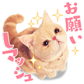 Mash