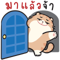 Shogun Cat: I’m Here