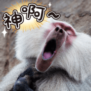 Comedy Wildlife Photography Awards 2.0 Sticker for LINE & WhatsApp | ZIP: GIF & PNG