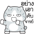 Munkaew Funny Cat V.7 Sticker for LINE & WhatsApp | ZIP: GIF & PNG