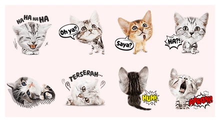 My Spoiled Friend, Meow WhatsApp Sticker PNG