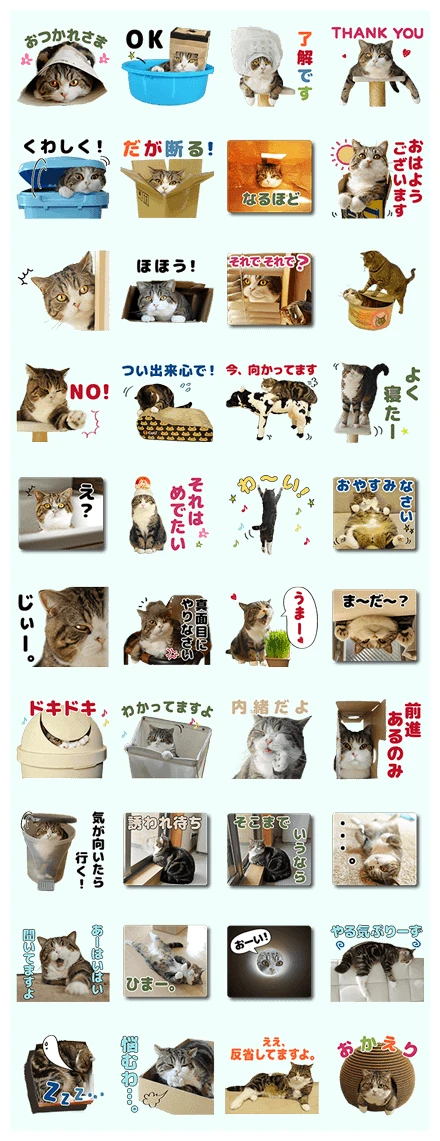 Maru the Cat WhatsApp Sticker PNG