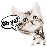 My Spoiled Friend, Meow