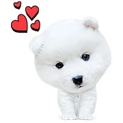 My Best Friend, Woof Woof