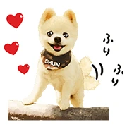 Shunsuke the Dog Shunsuke the Dog