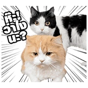 They Call Me Meaow: Animated Meaow Meaow