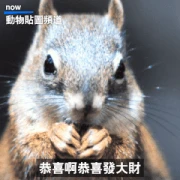 Go APsolutely Wild with Animals!