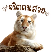 AVA & LUNA – Cute Strawberry Tiger AVA & LUNA – Cute Strawberry Tiger